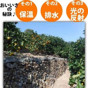 <2027年2月上旬発送予約販売> デコポン ...の詳細画像1