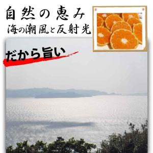 <2027年2月上旬発送予約販売> デコポン ...の詳細画像2