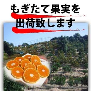 <2027年2月上旬発送予約販売> デコポン ...の詳細画像3