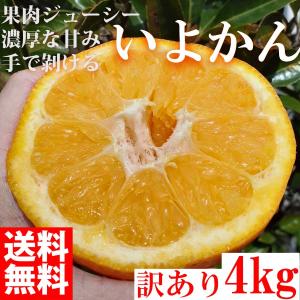 みかん いよかん 4kg 訳あり 大特価 ブランド 和歌山県産 産直 オレンジ フルーツ 果物 伊予柑｜suzunari