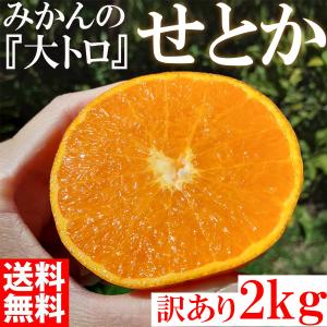 みかん せとか 2kg 訳あり 大特価 ブランド 和歌山県産 産直 オレンジ フルーツ 果物｜suzunari