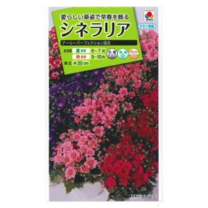 花種子 シネラリア「アーリーパーフェクション混合」 0.07ml（タキイ種苗）【送料込み】 サイネリ...