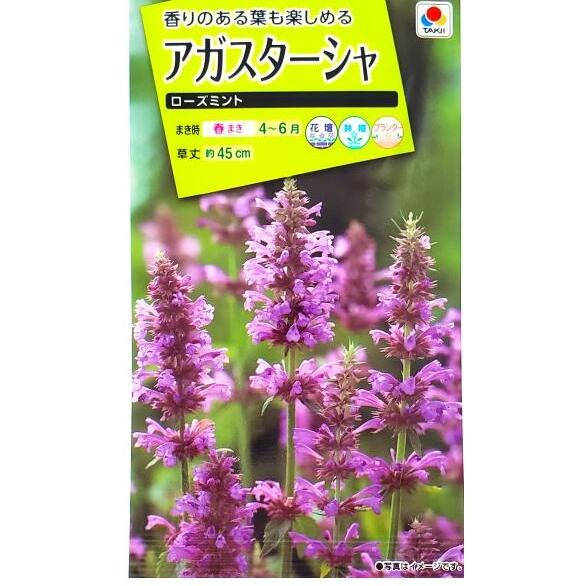 花種子 アガスターシャ「ローズミント」 80粒（タキイ種苗）【送料込み】 アガスターシェ アニスヒソ...