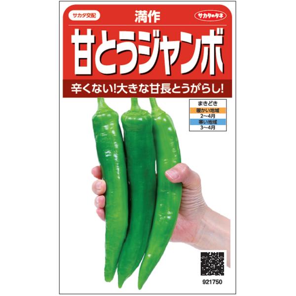 野菜種子 トウガラシ「甘とうジャンボ」 0.5ml（約20本分）（サカタのタネ）【送料込み】 唐辛子...