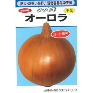 野菜種子 タマネギ「オーロラ」 コート1,000粒（渡辺採種場）【送料