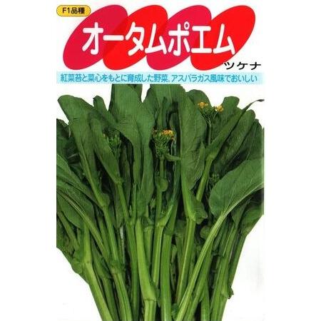 中国野菜種子 ツケナ「オータムポエム」 20ml（サカタのタネ）【送料込み】 おーたむぽえむ 漬け菜...
