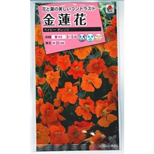 花種子 金蓮花「ベイビ−オレンジ」 30粒（タキイ種苗）【送料込み】 花 種 ナスタチウム ナスタチ...