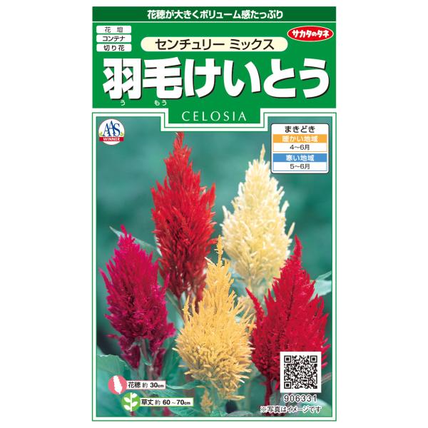 花種子 羽毛けいとう「センチュリー ミックス」 0.2ml（サカタのタネ）【送料込み】 セロシア 鶏...