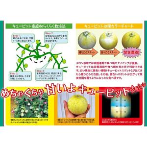 野菜種子 超高糖度メロン「キューピット」 7粒...の詳細画像3