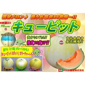 野菜種子 超高糖度メロン「キューピット」 7粒...の詳細画像2
