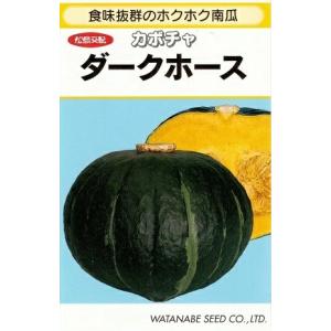 野菜種子 カボチャ「ダークホース」 100粒（渡辺採種場）【送料込み】 ホクホク南瓜 ほくほくかぼちゃ ハート型