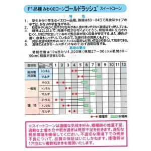 野菜種子 みわくのコーン「ゴールドラッシュ」 ...の詳細画像1
