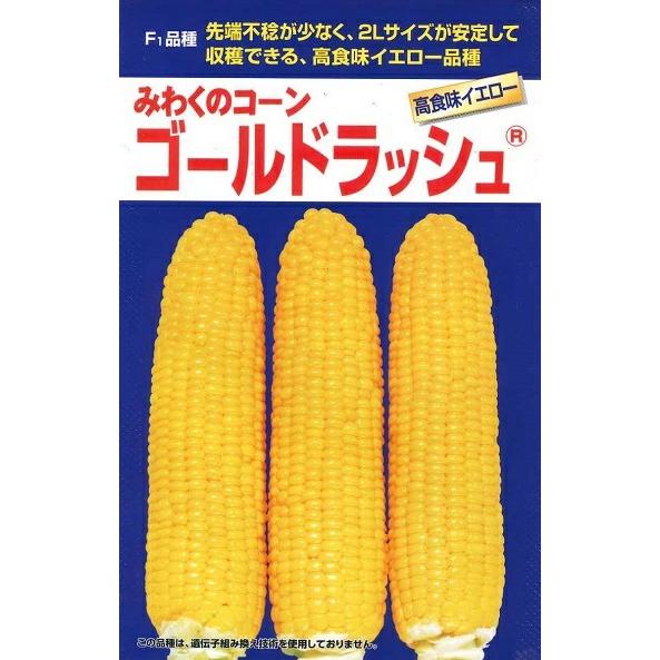 野菜種子 みわくのコーン「ゴールドラッシュ」 500粒（サカタのタネ）【送料込み】 スイートコーン ...