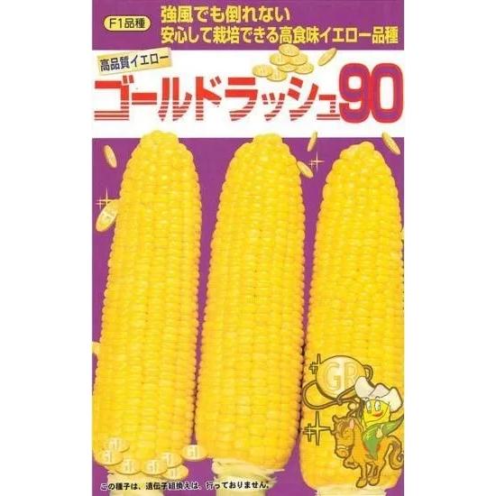 野菜種子 スイートコーン「ゴールドラッシュ90」 500粒（サカタのタネ）【送料込み】 とうもろこし...