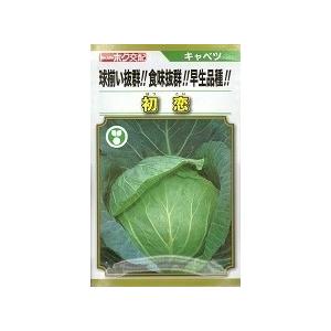 野菜種子 キャベツ「初恋」 3,000粒（トーホク）【送料込み】 はつこい ハツコイ 甘藍 きゃべつ 早生
