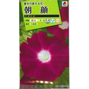 花種子 朝顔「つばめ朝顔」 1ml（サカタのタネ）【送料込み】 あさがお
