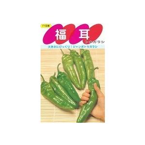 野菜種子 ジャンボトウガラシ「福耳」 300粒（サカタのタネ）【送料込み】 唐辛子 とうがらし ふく...
