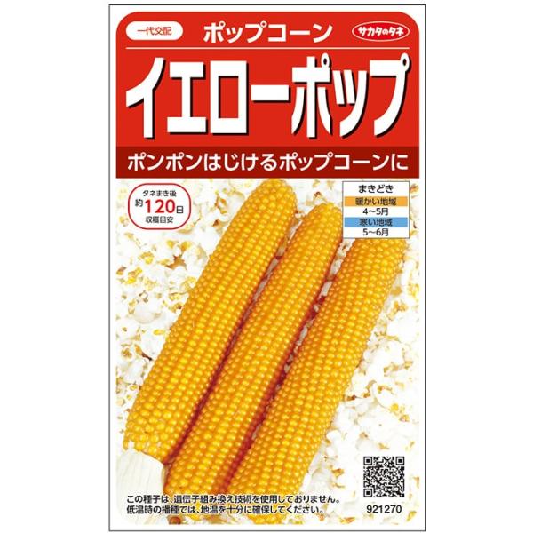 野菜種子 ポップコーン「イエローポップ」 20ml（約60本分）（サカタのタネ）【送料込み】 トウモ...