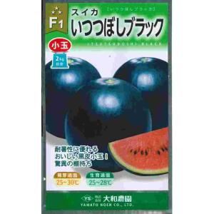 野菜種子 赤肉大玉スイカ「羅皇ザ・スウィート」 7粒（ナント種苗