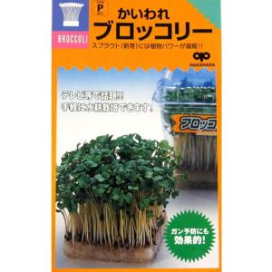 野菜種子 スプラウト「かいわれブロッコリ−」 25ml（中原採種場）【送料込み】 スプラウト 新芽 緑花椰菜 みどりはなやさい 芽花椰菜 めはなやさい 抗酸化物質