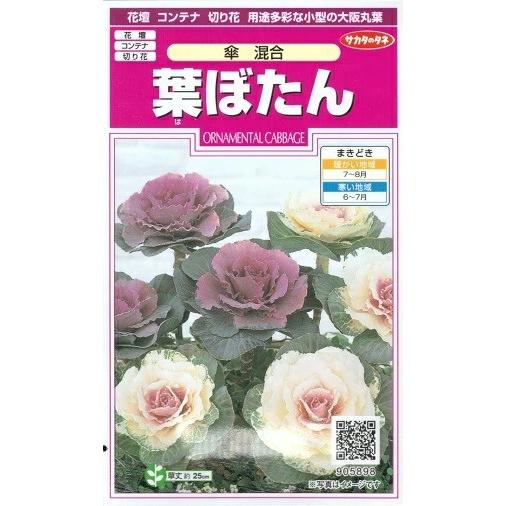 花種子 葉ぼたん「傘 混合」 0.3ml（約30本）（サカタのタネ）【送料込み】 傘混合 葉牡丹 牡...