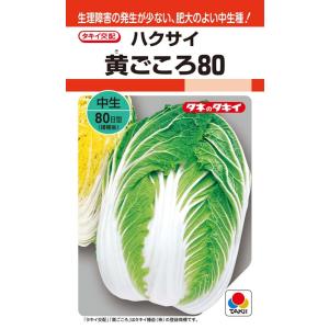 野菜種子 ハクサイ「黄ごころ80」 0.5ml（タキイ種苗）【送料込み】 白菜 はくさい きごころ8...