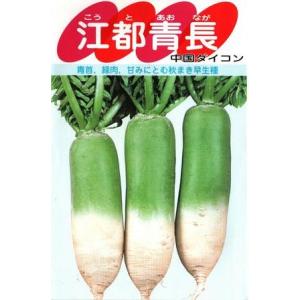 野菜種子 ミニ中国ダイコン「江都青長」 20ml（サカタのタネ）【送料込み】 こうとあおなが コウト...
