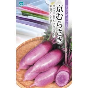 野菜種子 ミニダイコン「京むらさき」 1.5ml（丸種）【送料込み】 きょうむらさき キョウムラサキ ミディ大根 だいこん
