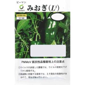 野菜種子 ピーマン「みおぎ（L3）」 100粒（園芸植物育種研究所）【送料込み】 野菜 やさい 種 ミオギ ぴーまん 多収性 着果性 トウガラシ微斑ウイルス抵抗性