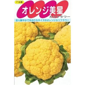 野菜種子 カリフラワー「オレンジ美星（みせい）」 0.7ml（約80粒）（サカタのタネ）【送料込み】