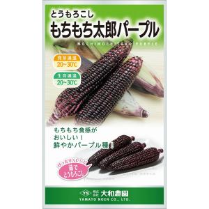野菜種子 トウモロコシ「もちもち太郎パープル」 20ml（大和農園）【送料込み】 紫とうもろこし パープル もちもち食感