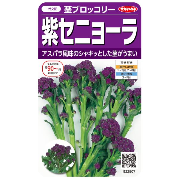 野菜種子 茎ブロッコリー「紫セニョーラ」 20粒（サカタのタネ）【送料込み】 スティックブロッコリー...