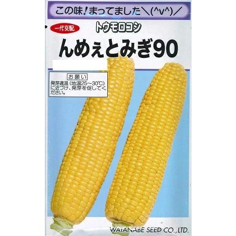 野菜種子 トウモロコシ「んめぇとみぎ90」 200粒（渡辺採種場）【送料込み】 野菜 やさい 種 た...