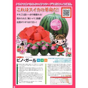 野菜種子 小玉スイカ「ピノ・ガール」 20粒(...の詳細画像3