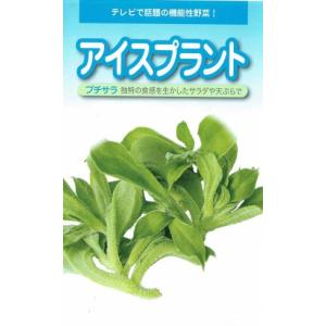 野菜種子 アイスプラント「プチサラ」 コ−ト150粒（武蔵野種苗園）【送料込み】 ぷちさら ハロフィト野菜 プッチーナ 耐塩性植物 ソルトリーフ｜鈴乃園 Yahoo!ショッピング店