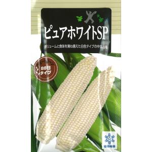 野菜種子 スイートコーン「ピュアホワイトSP」 200粒（雪印種苗）【送料込み】 ピュアホワイトエスピー とうもろこし トウモロコシ 中生 耐倒伏性 抑制栽培可