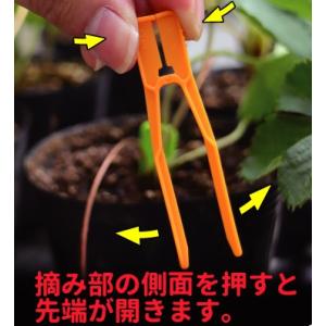 いちごランナー固定用資材「ラン太 5色混合」 ...の詳細画像5