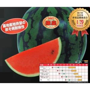 野菜種子 赤肉大玉スイカ「羅皇AR」 7粒(ナ...の詳細画像1