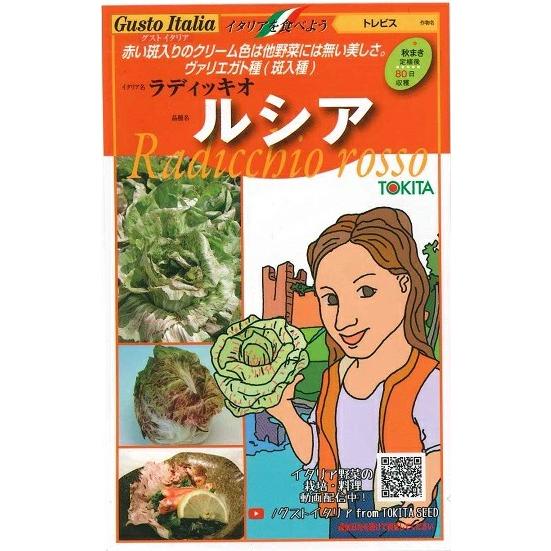 野菜種子 トレビス「ルシア」 80粒（トキタ種苗）【送料込み】 西洋野菜 イタリア野菜 サラダチコリ...