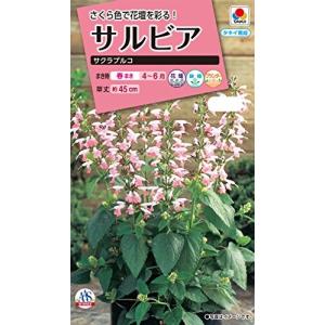 花種子 サルビア「サクラプルコ」 0.1ml（タキイ種苗）【送料込み】 セージ 緋衣草 ひいそう ヒイソウ ベニバナサルビア FSR302