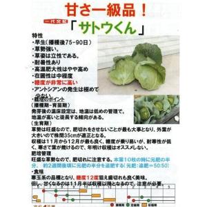 野菜種子 極甘キャベツ「サトウくん」 コ-ト4...の詳細画像2