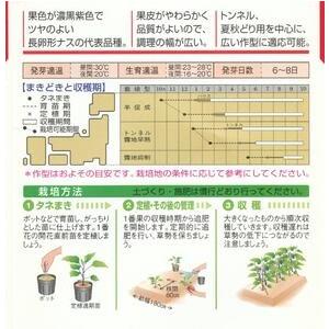 野菜種子 ナス「千両二号」 50粒(タキイ種苗...の詳細画像1