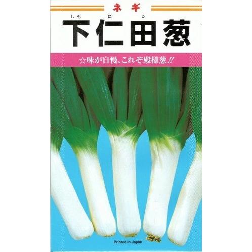 野菜種子 ネギ「下仁田葱」 5.3ml（約950粒）（カネコ種苗）【送料込み】 しもにた葱 しもにた...