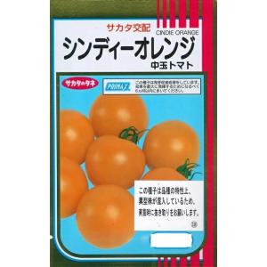 野菜種子 あまうま中玉トマト「シンディーオレンジ」 1,000粒（サカタのタネ）【送料込み】 とまと...