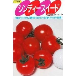 野菜種子 あまうま中玉トマト「シンディースイート」 100粒（サカタのタネ）【送料込み】 耐病性 耐...