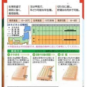 野菜種子 大玉タマネギ「ソニック」 2Lペレッ...の詳細画像1