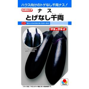 長ナス種子】タキイ交配 単為結果なす PC筑陽（ちくよう） 100粒 ☆新