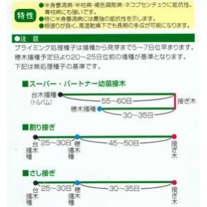 野菜種子 ナス用台木「トルバム・ビガー」 10...の詳細画像1