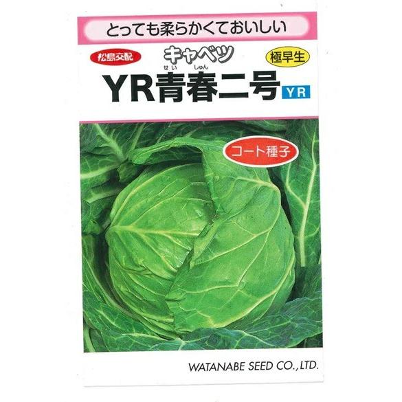 野菜種子 キャベツ「YR青春二号」 ペレット1,000粒（渡辺採種場）【送料込み】 甘藍 きゃべつ ...