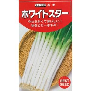 野菜種子 一本ネギ「ホワイトスター」 7ml（タキイ種苗）【送料込み】 根深ネギ 一本葱 いっぽんねぎ 春まき 秋まき 多収